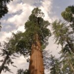 Sequoia National Park